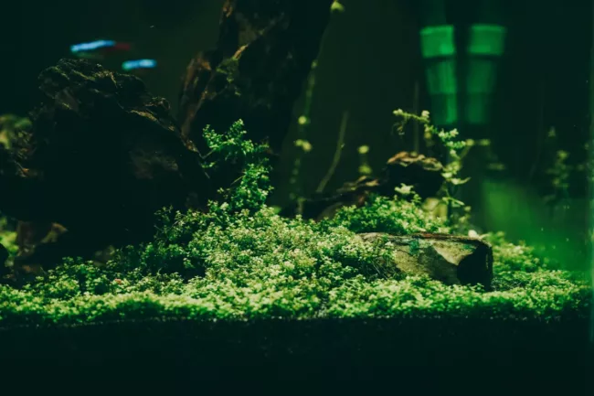 when to change aquarium filter