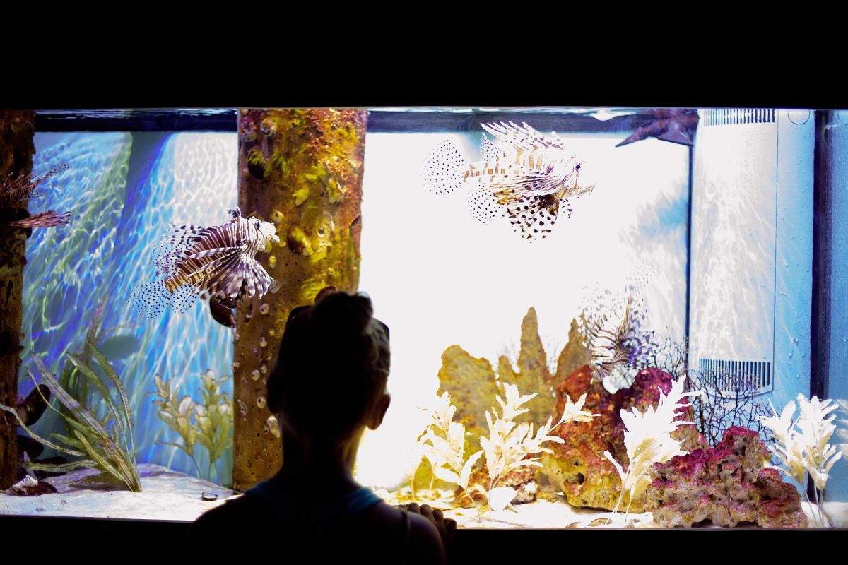 how to clean cloudy water in an aquarium